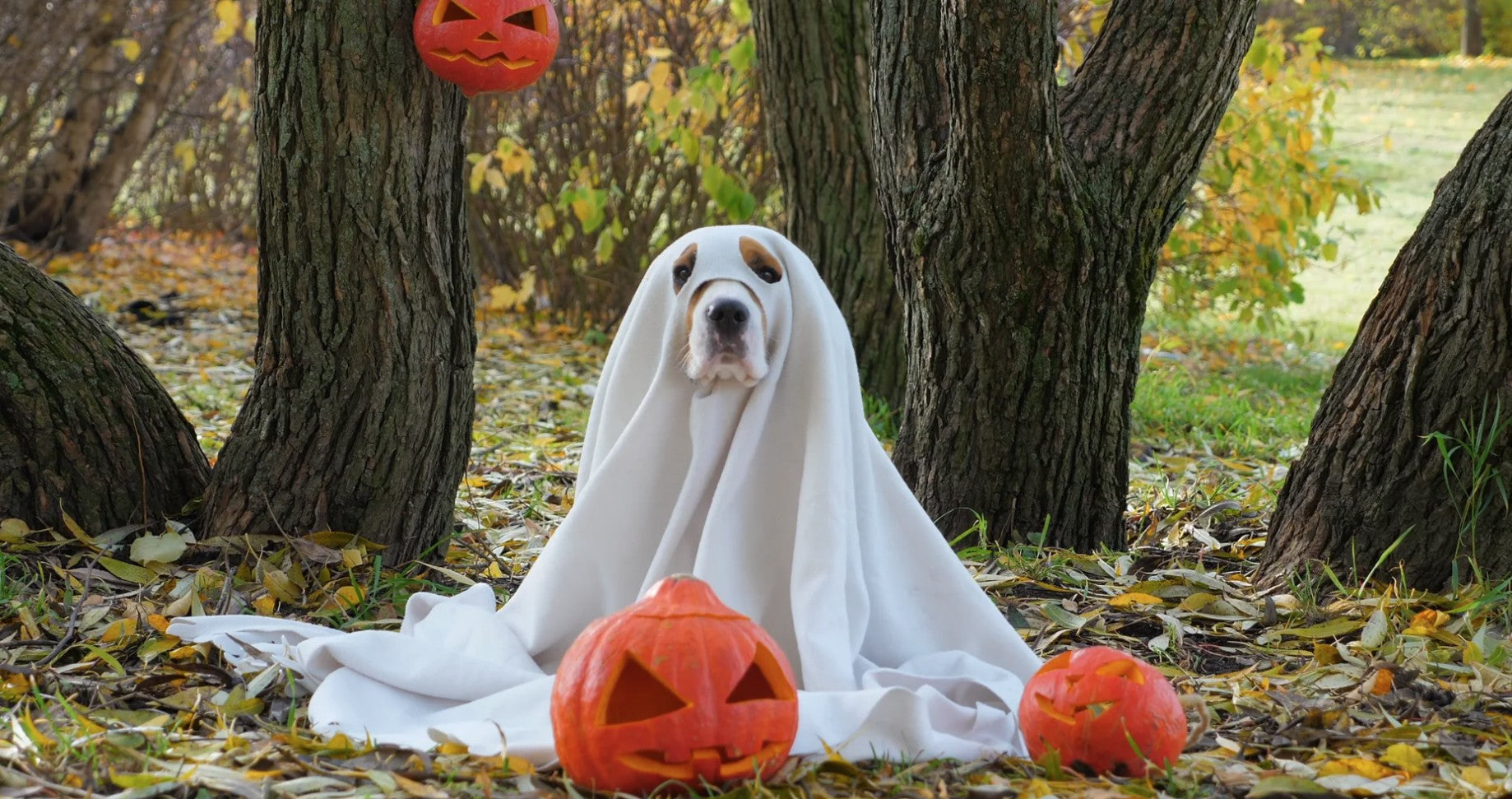 Have a Kooky Spooky Halloween!